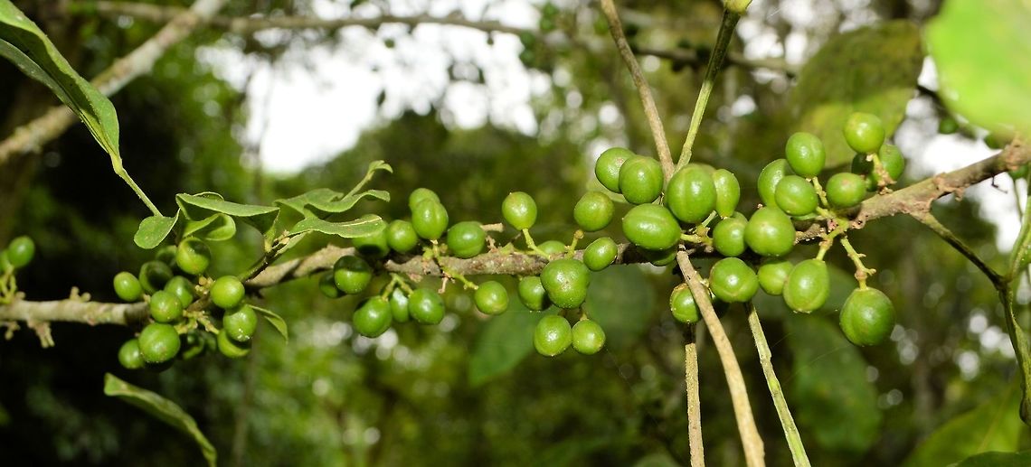 green fruits taken at tikal ruins guatemala Geotagged,Guatemala,Summer