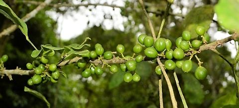 green fruits taken at tikal ruins guatemala Geotagged,Guatemala,Summer