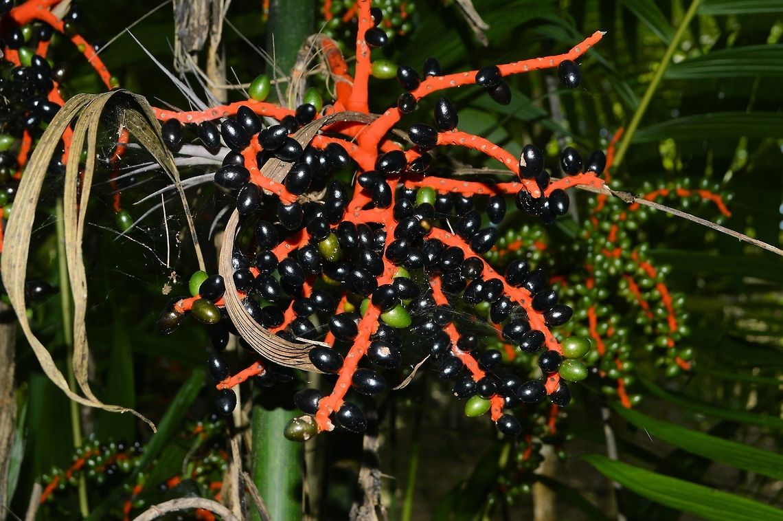 Pacaya palm taken at tikal ruins guatemala Chamaedorea tepejilote,Geotagged,Guatemala,Pacaya palm,Summer