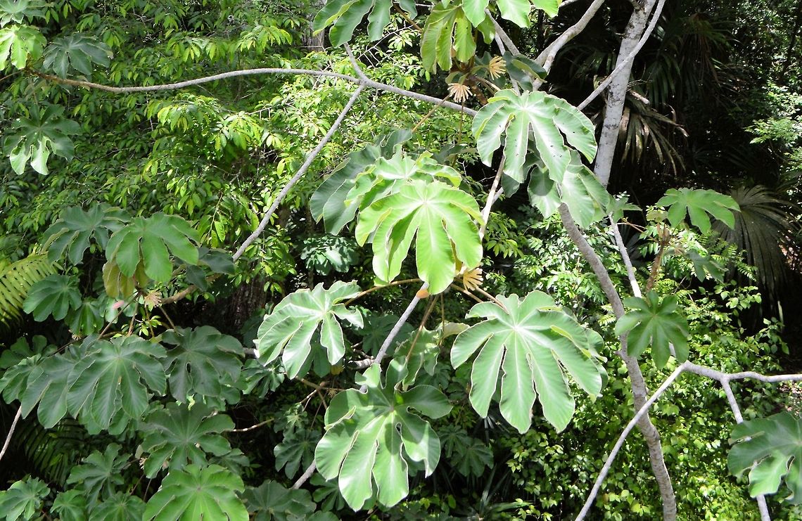 guarumo tree taken at tikal ruins guatemala Cecropia obtusifolia,Geotagged,Guatemala,Summer