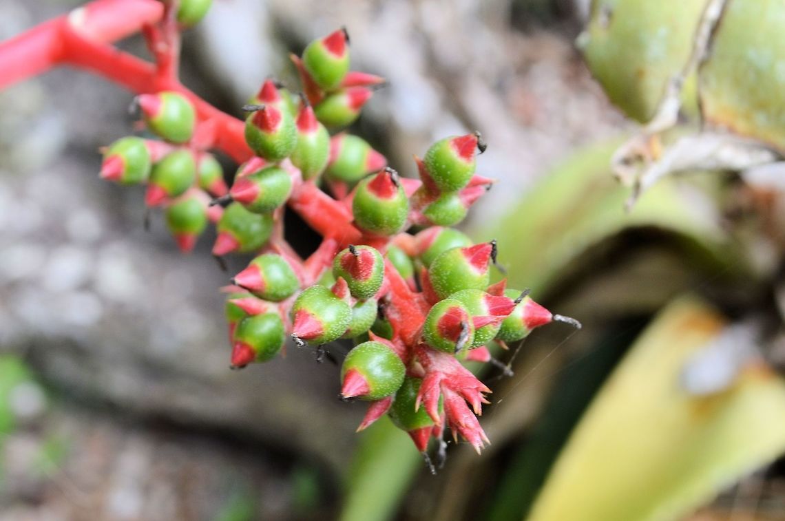 Aechmea bracteata taken at tikal ruins guatemala Aechmea bracteata,Geotagged,Guatemala,Summer
