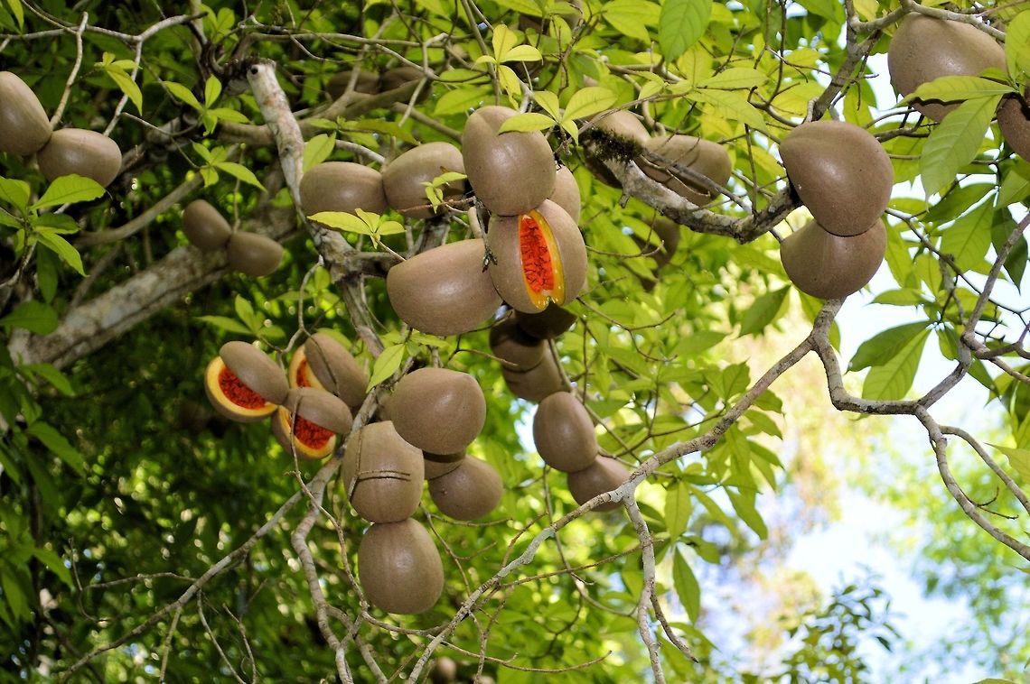 weird green fruit orange seeds taken at tikal ruins guatemala Geotagged,Guatemala,Summer