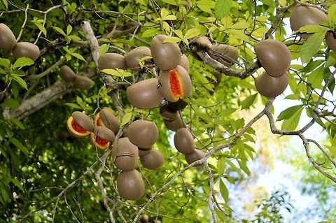 weird green fruit orange seeds taken at tikal ruins guatemala Geotagged,Guatemala,Summer