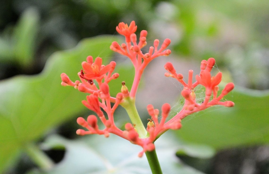 coral bush taken at granada nicaragua amogst the extensive gardens of the granada hotel..... also known as Coralbush, Coral Plant, Physic Nut, Guatemala Rhubarb Coralbush,Geotagged,Jatropha multifida,Nicaragua,Summer
