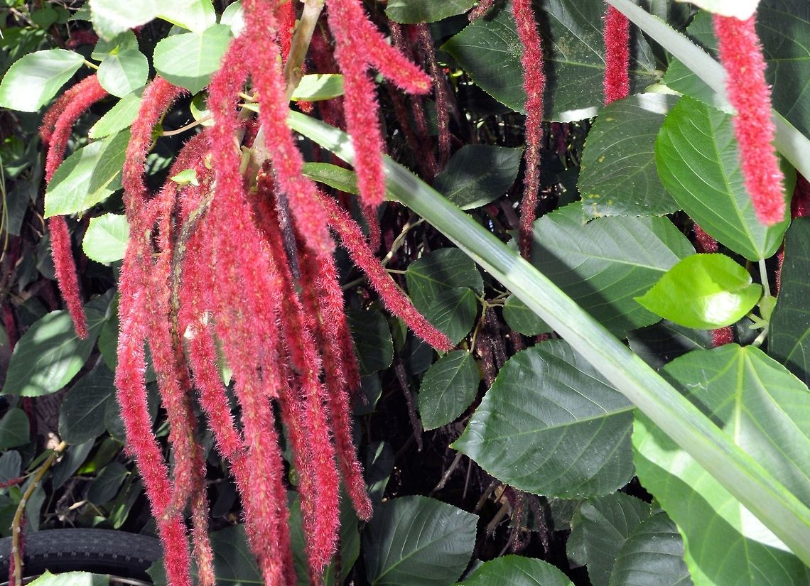 Chenille plant taken at granada nicaragua....in the carpark of the granada hotel Acalypha hispida,Chenille Plant,Geotagged,Nicaragua,Summer