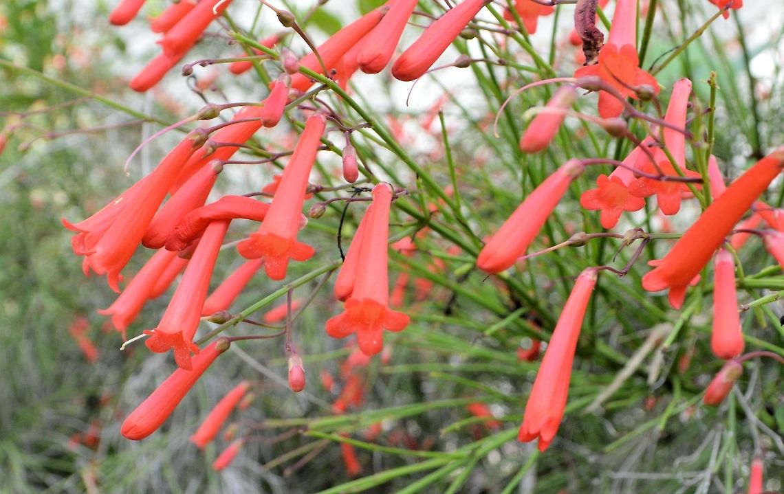 firecracker plant taken at granada nicaragua amogst the extensive gardens of the granada hotel Geotagged,Nicaragua,Russelia equisetiformis,Summer