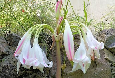 Crinum latifolium
