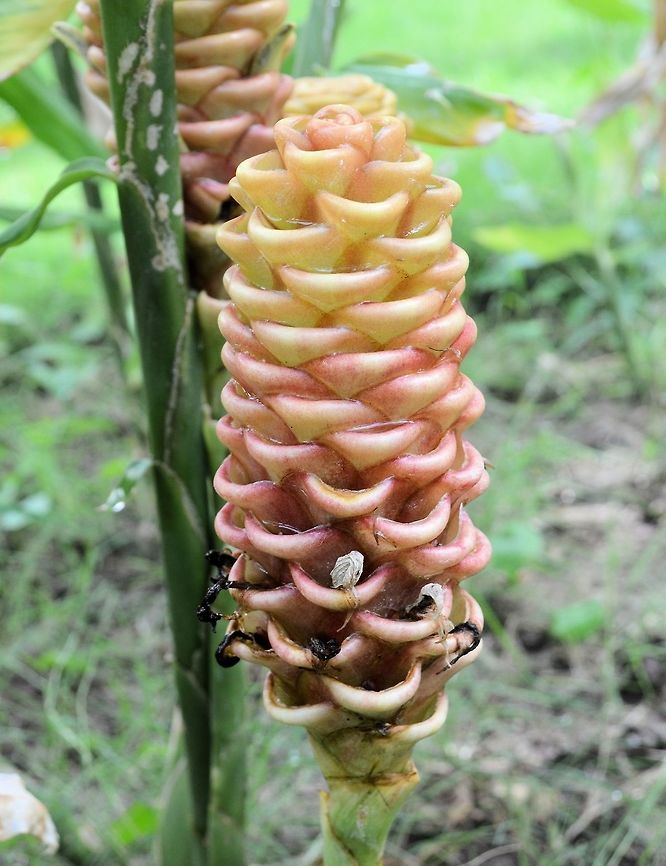 zingiber spectabile taken at granada nicaragua amogst the extensive gardens of the granada hotel Geotagged,Nicaragua,Summer,Zingiber spectabile