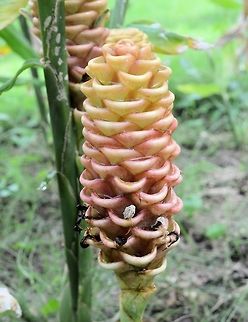 zingiber spectabile taken at granada nicaragua amogst the extensive gardens of the granada hotel Geotagged,Nicaragua,Summer,Zingiber spectabile
