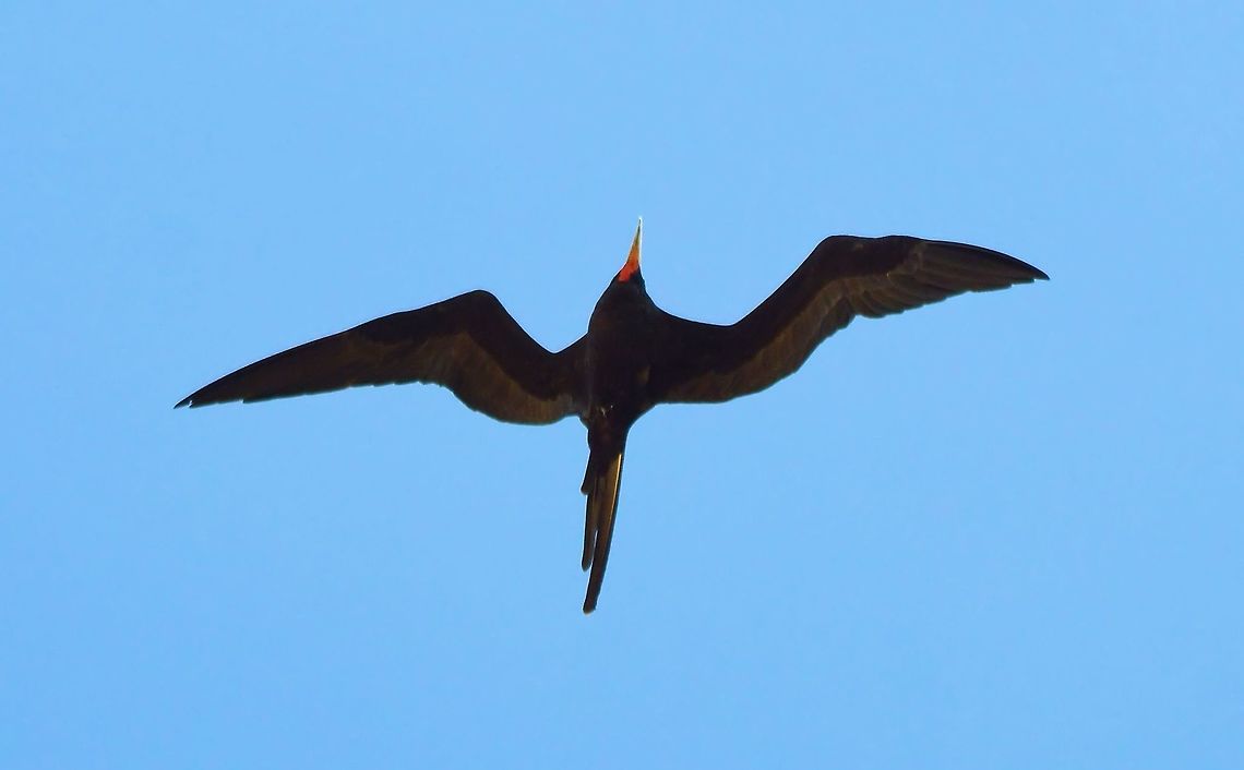 magnificent frigatebird taken at san juan del sur where these beautiful huge seabirds cruise the bay   Fregata magnificens,Geotagged,Magnificent Frigatebird,Nicaragua,Summer
