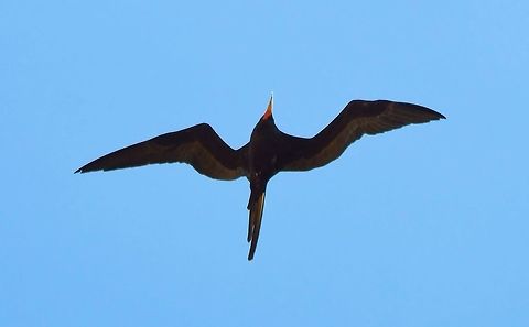 magnificent frigatebird taken at san juan del sur where these beautiful huge seabirds cruise the bay   Fregata magnificens,Geotagged,Magnificent Frigatebird,Nicaragua,Summer