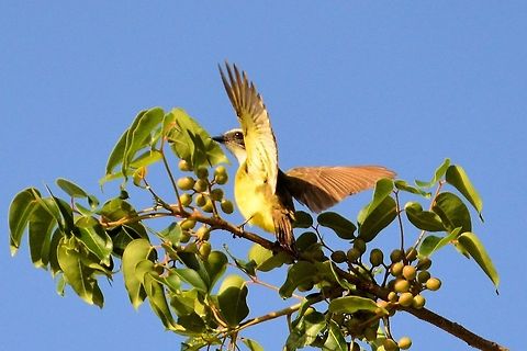 social flycatcher taken at el meco ruins cancun mexico.........social flycatcher salutes the sun Geotagged,Mexico,Myiozetetes similis,Social flycatcher,Spring