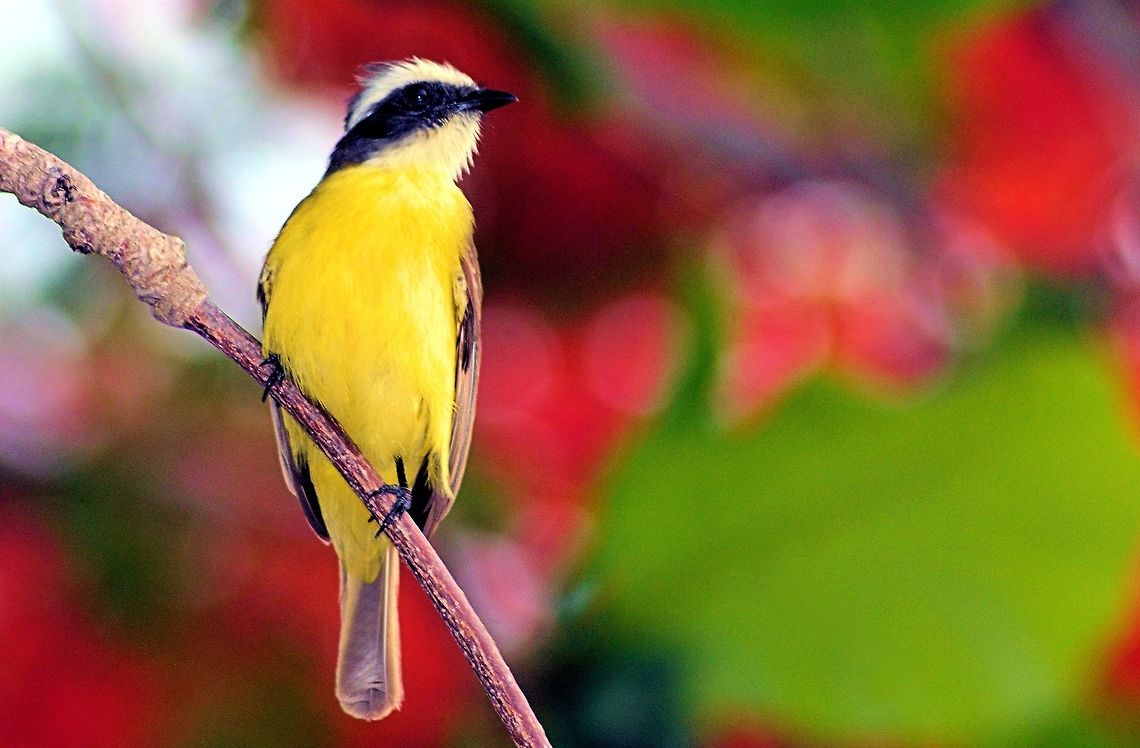 social flycatcher taken at meco loco cancun mexico Geotagged,Mexico,Myiozetetes similis,Social flycatcher,Spring