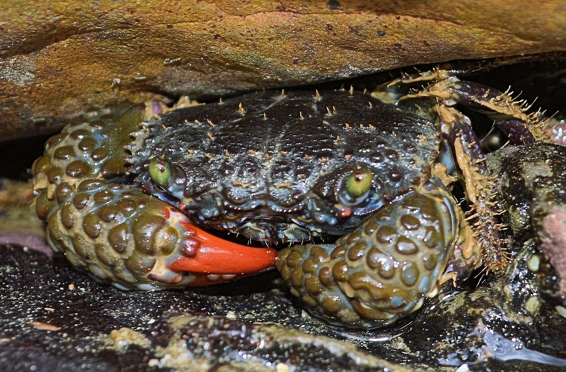 Lumpy Claw Crab taken at san juan del sur nicaragua Eriphia squamata,Geotagged,Lumpy Claw Crab,Nicaragua,Summer