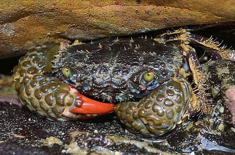 Lumpy Claw Crab taken at san juan del sur nicaragua Eriphia squamata,Geotagged,Lumpy Claw Crab,Nicaragua,Summer