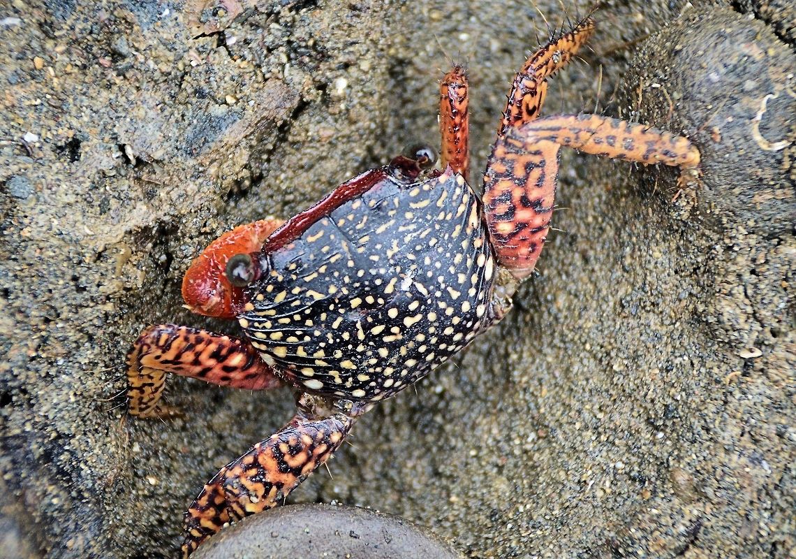 Goniopsis pulchra taken at san juan del sur nicaragua Geotagged,Goniopsis pulchra,Nicaragua,Summer