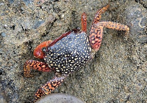 Goniopsis pulchra taken at san juan del sur nicaragua Geotagged,Goniopsis pulchra,Nicaragua,Summer