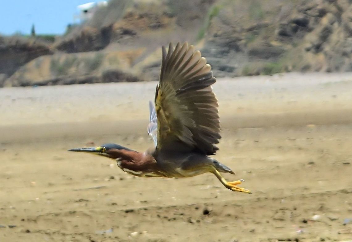 Green heron taken at san juan del sur nicaragua Butorides virescens,Green heron