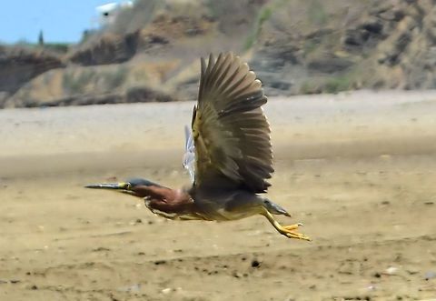 Green heron taken at san juan del sur nicaragua Butorides virescens,Green heron