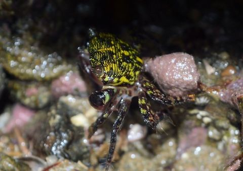 tiny rock crab taken at san juan del sur nicaragua Geotagged,Nicaragua,Summer