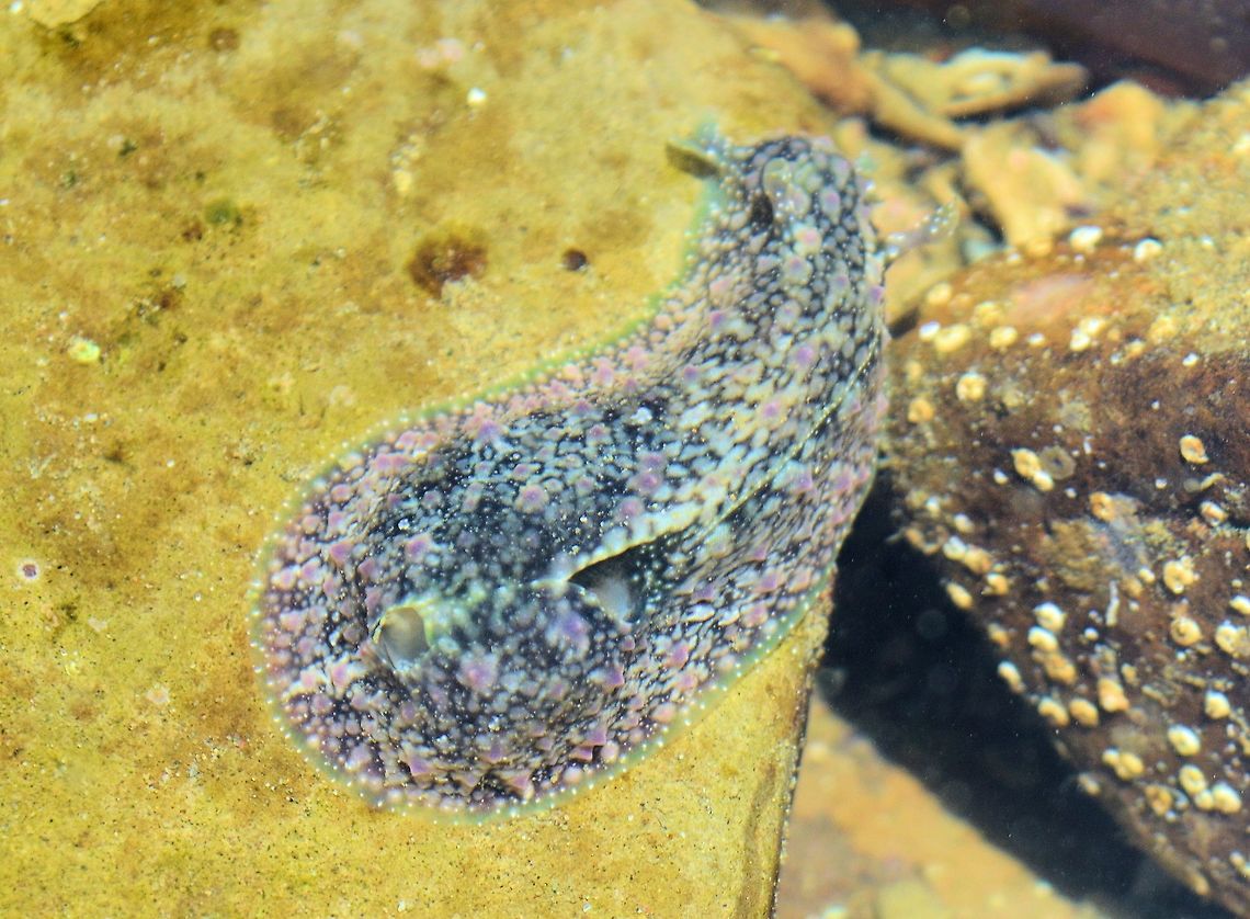 sea slug taken at san juan del sur nicaragua .....possibly some sort of nudibranch Geotagged,Nicaragua,Summer