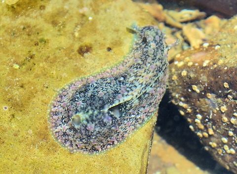 sea slug taken at san juan del sur nicaragua .....possibly some sort of nudibranch Geotagged,Nicaragua,Summer