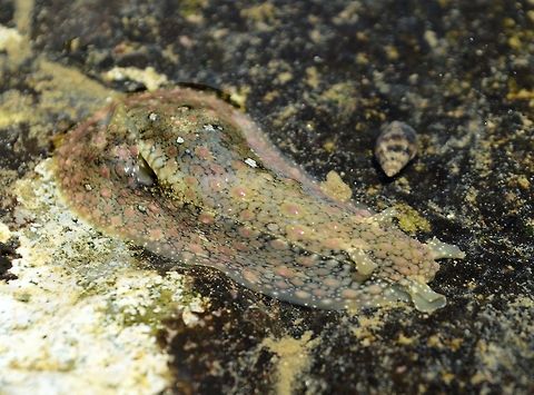 sea slug taken at san juan del sur nicaragua.....possibly some sort of nudibranch Geotagged,Nicaragua,Summer