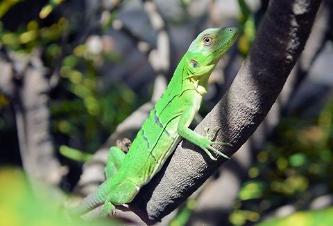 Ctenosaura similis taken at granada nicaragua possibly a juvenile black iguana Ctenosaura similis,Geotagged,Nicaragua,Summer,black iguana