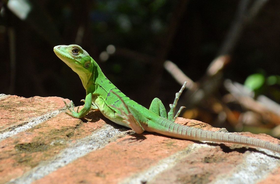 Ctenosaura similis taken at granada nicaragua possibly a juvenile black iguana Ctenosaura similis,Geotagged,Nicaragua,Summer