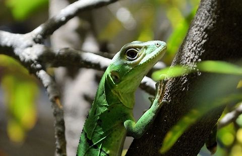 Ctenosaura similis taken at granada nicaragua possibly a juvenile black iguana Ctenosaura similis,Geotagged,Nicaragua,Summer