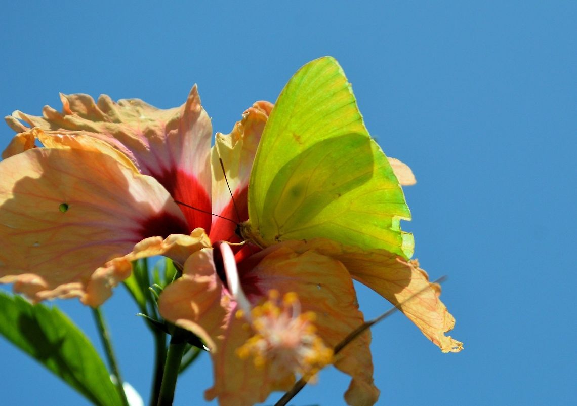 Cloudless sulphur taken san juan del sur nicaragua Cloudless sulphur,Geotagged,Nicaragua,Phoebis sennae,Summer