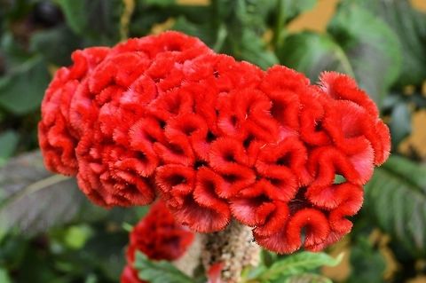 Plumed cockscomb taken at granada nicaragua Celosia argentea,Geotagged,Nicaragua,Plumed cockscomb,Summer