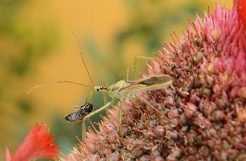 strange bug  eating a bee taken at granada nicaragua Geotagged,Nicaragua,Summer