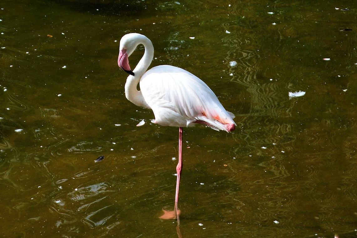 greater flamingo taken at kowloon park hong kong Fall,Geotagged,Greater flamingo,Hong Kong,Phoenicopterus roseus