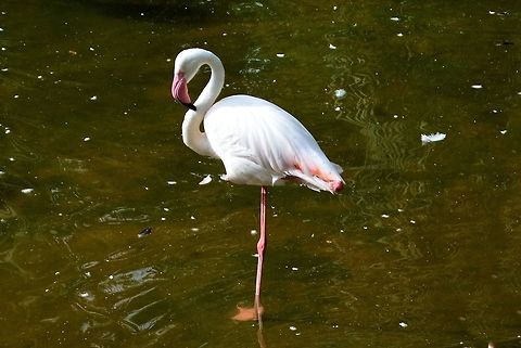 greater flamingo taken at kowloon park hong kong Fall,Geotagged,Greater flamingo,Hong Kong,Phoenicopterus roseus