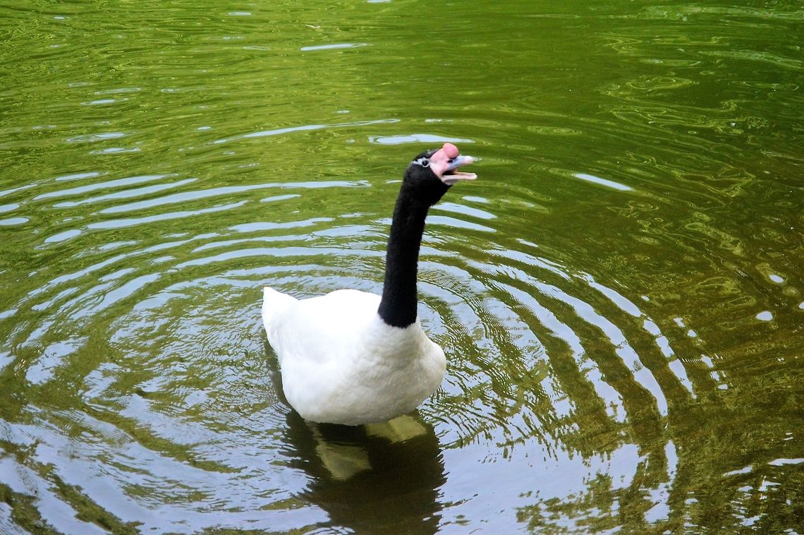 black neck swan taken at kowloon park hong kong Black-necked swan,Cygnus melancoryphus,Fall,Geotagged,Hong Kong