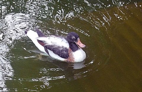 common shelduck taken at kowloon park hong kong Common Shelduck,Fall,Geotagged,Hong Kong,Tadorna tadorna
