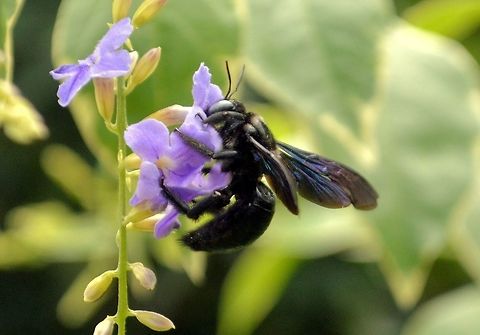 big black flying critter taken at kowloon park hong kong Fall,Geotagged,Hong Kong