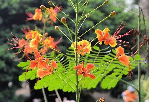 Caesalpinia pulcherrima taken at kowloon park hong kong Caesalpinia pulcherrima,Fall,Geotagged,Hong Kong