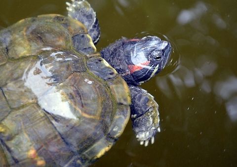 Red-eared slider taken at kowloon park hong kong Fall,Geotagged,Hong Kong,Red-eared slider,Trachemys scripta elegans