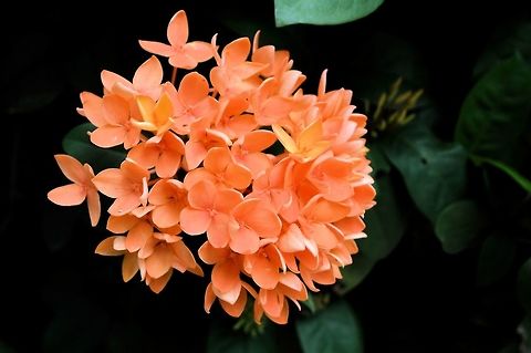 Jungle Flame taken at kowloon park hong kong
This could be an Ixora chinensis, I'm not sure. Fall,Geotagged,Hong Kong,Ixora coccinea,Jungle Flame