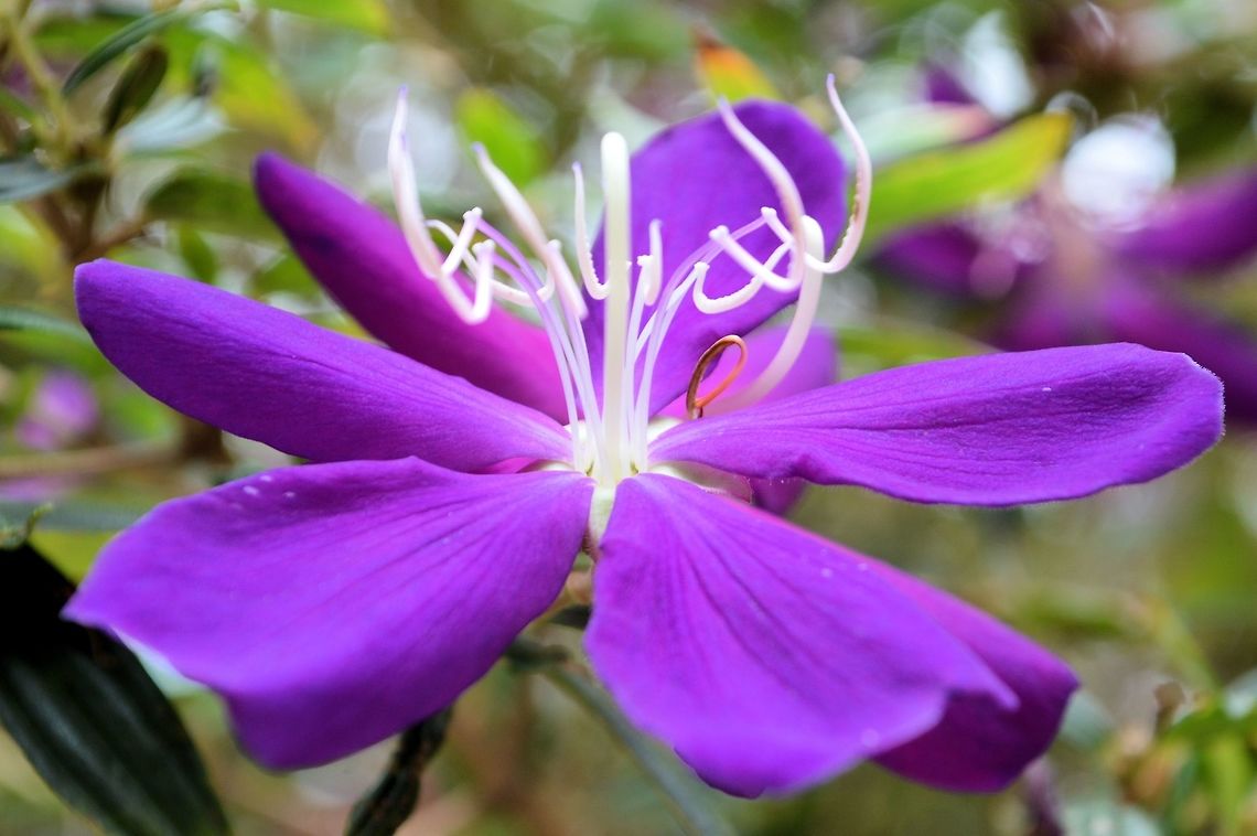 purple flower taken at kowloon park hong kong Fall,Geotagged,Hong Kong