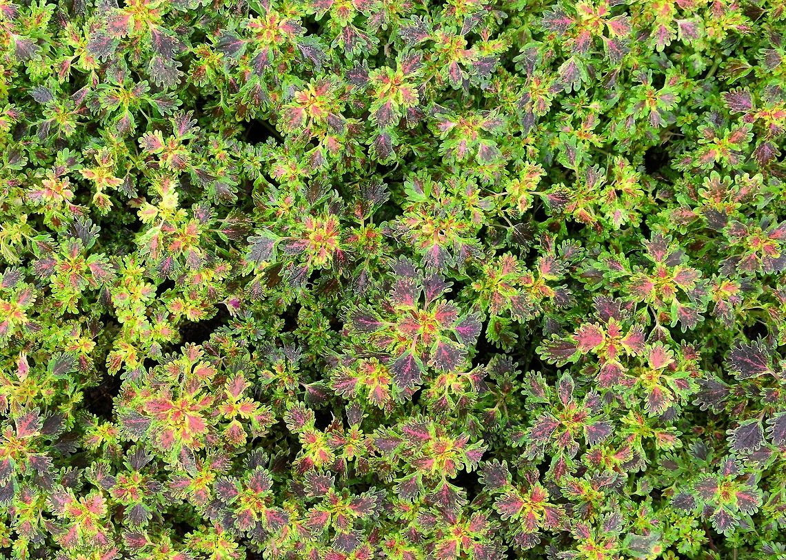 Painted nettle taken at kowloon park hong kong Fall,Geotagged,Hong Kong,Painted nettle,Plectranthus scutellarioides