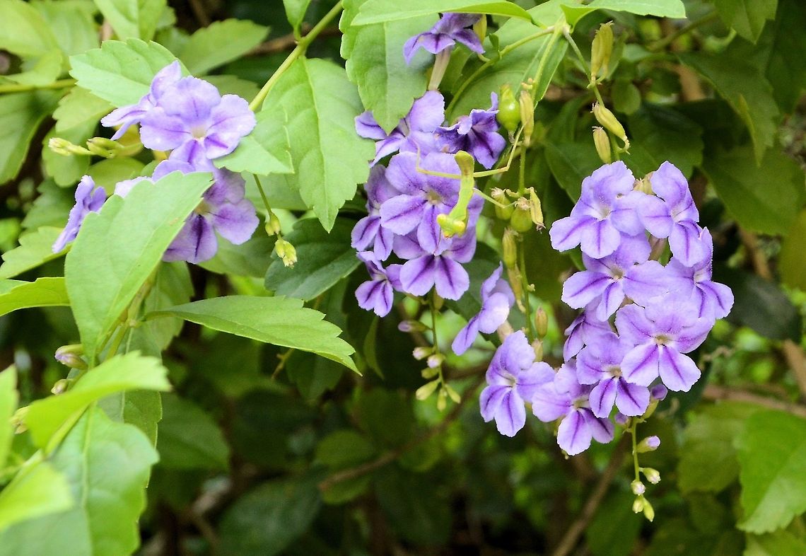 Duranta erecta taken at kowloon park hong kong Duranta erecta,Fall,Geotagged,Hong Kong
