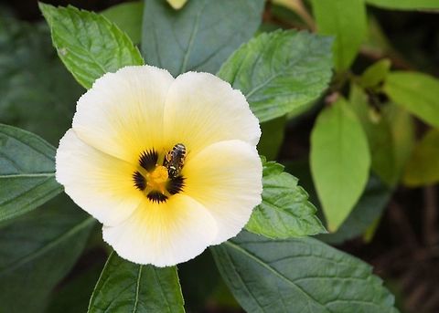 turnera subulata taken at kowloon park hong kong Fall,Geotagged,Hong Kong,Turnera subulata,turnera subulata