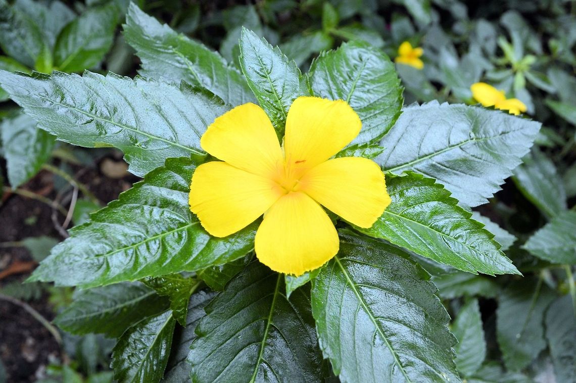 Yellow Alder taken at kowloon park hong kong Fall,Geotagged,Hong Kong,Turnera ulmifolia,Yellow Alder