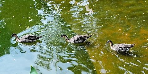 hawaiian goose taken at kowloon park hong kong Branta sandvicensis,Fall,Geotagged,Nene