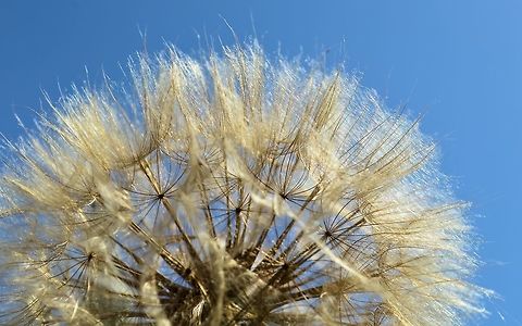 purple salsify seed head taken at onkaparinga bordwalk south australia Australia,Geotagged,Purple salsify,Spring,Tragopogon porrifolius