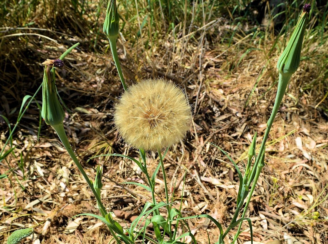 purple salsify Tragopogon porrifolius taken at onkaparinga bordwalk south australia Australia,Geotagged,Purple salsify,Spring,Tragopogon porrifolius