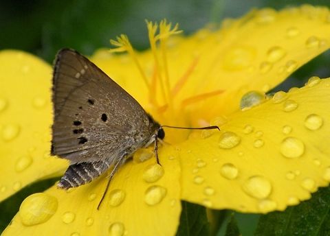 Palm Bob taken at signal hill garden hong kong Fall,Geotagged,Hong Kong,Palm Bob,Suastus gremius